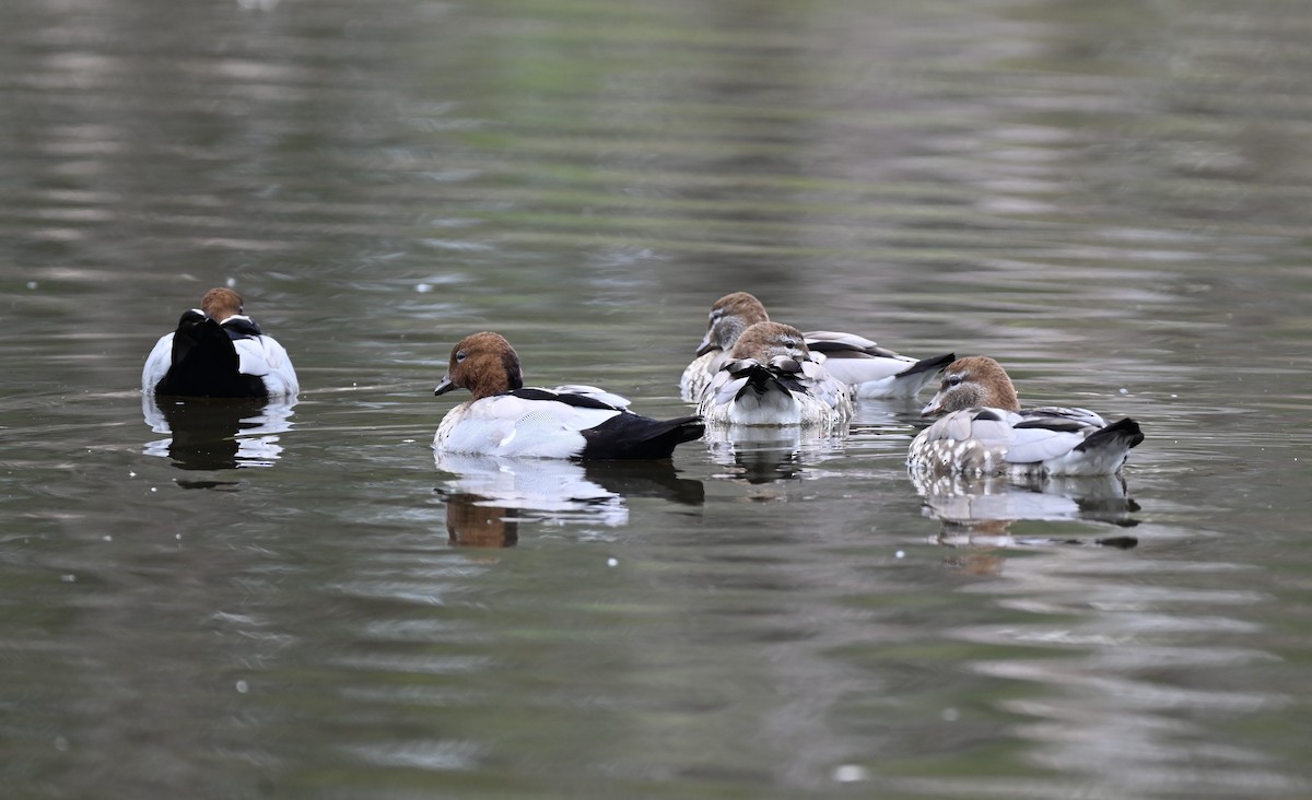 Pato de Crin - ML646395152