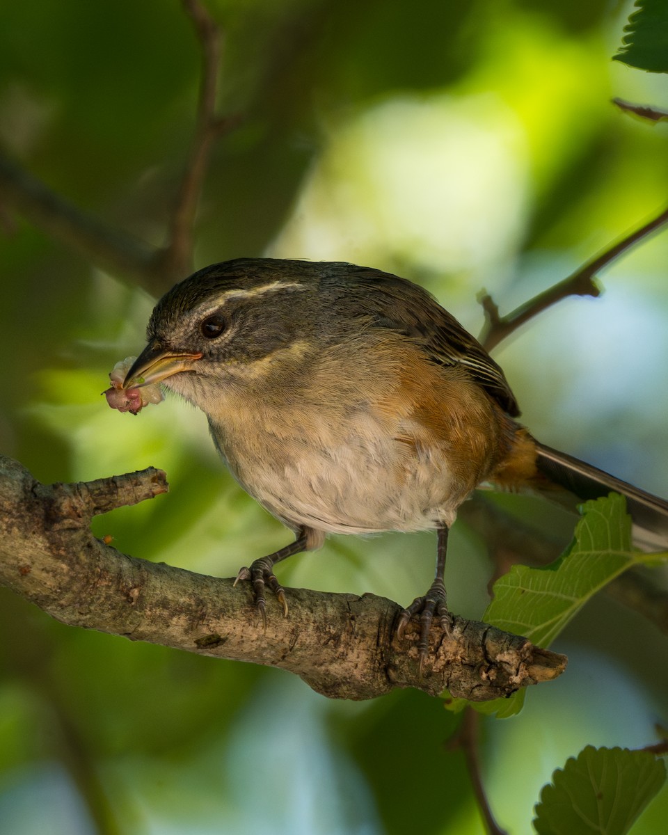 Monterita de Cabanis - ML646395153