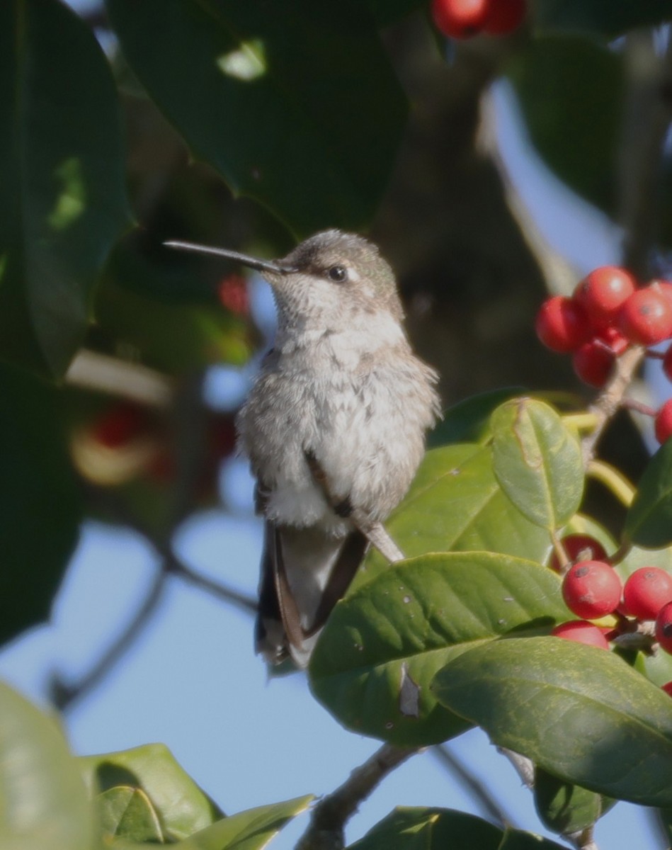 Black-chinned Hummingbird - ML646395154