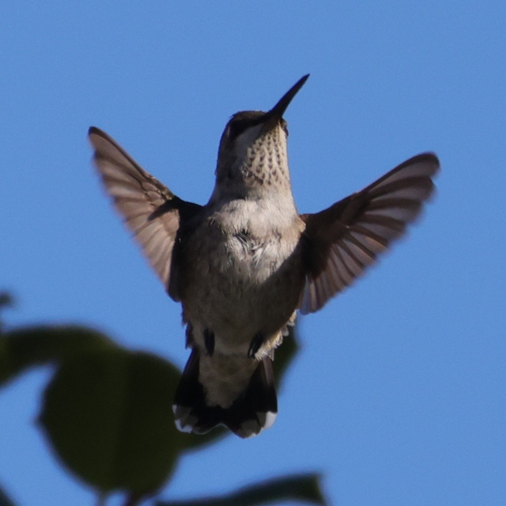 Black-chinned Hummingbird - ML646395155