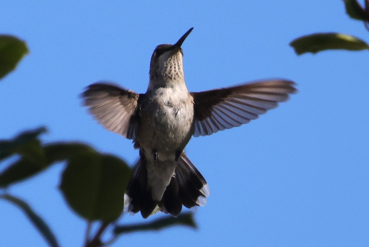 Black-chinned Hummingbird - ML646395156