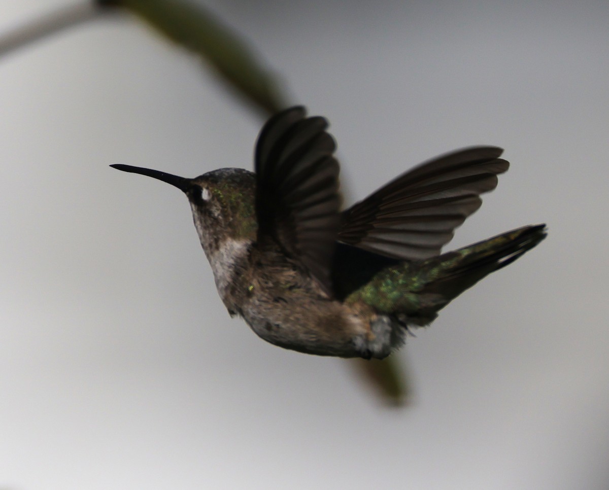 Black-chinned Hummingbird - ML646395157