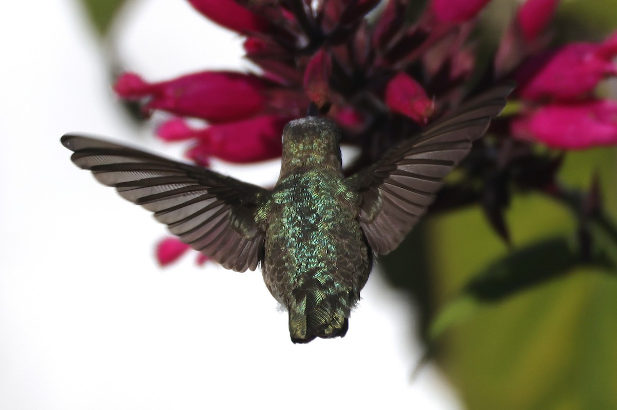 Black-chinned Hummingbird - ML646395158