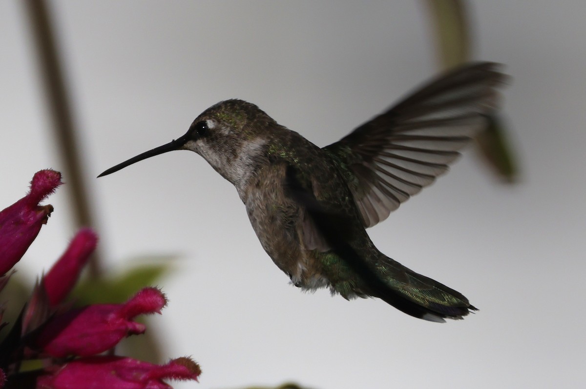 Black-chinned Hummingbird - ML646395159