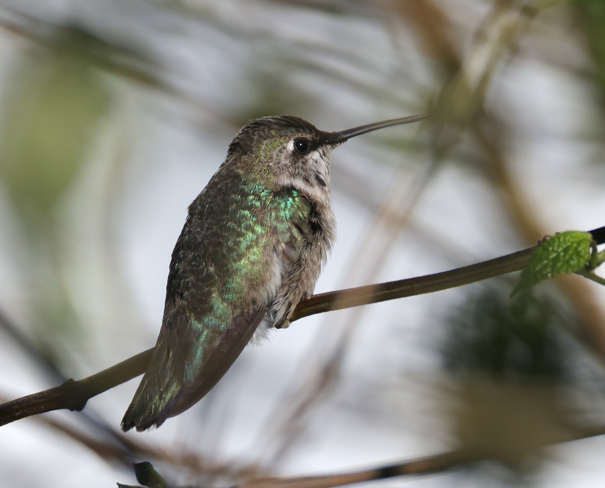 Black-chinned Hummingbird - ML646395160