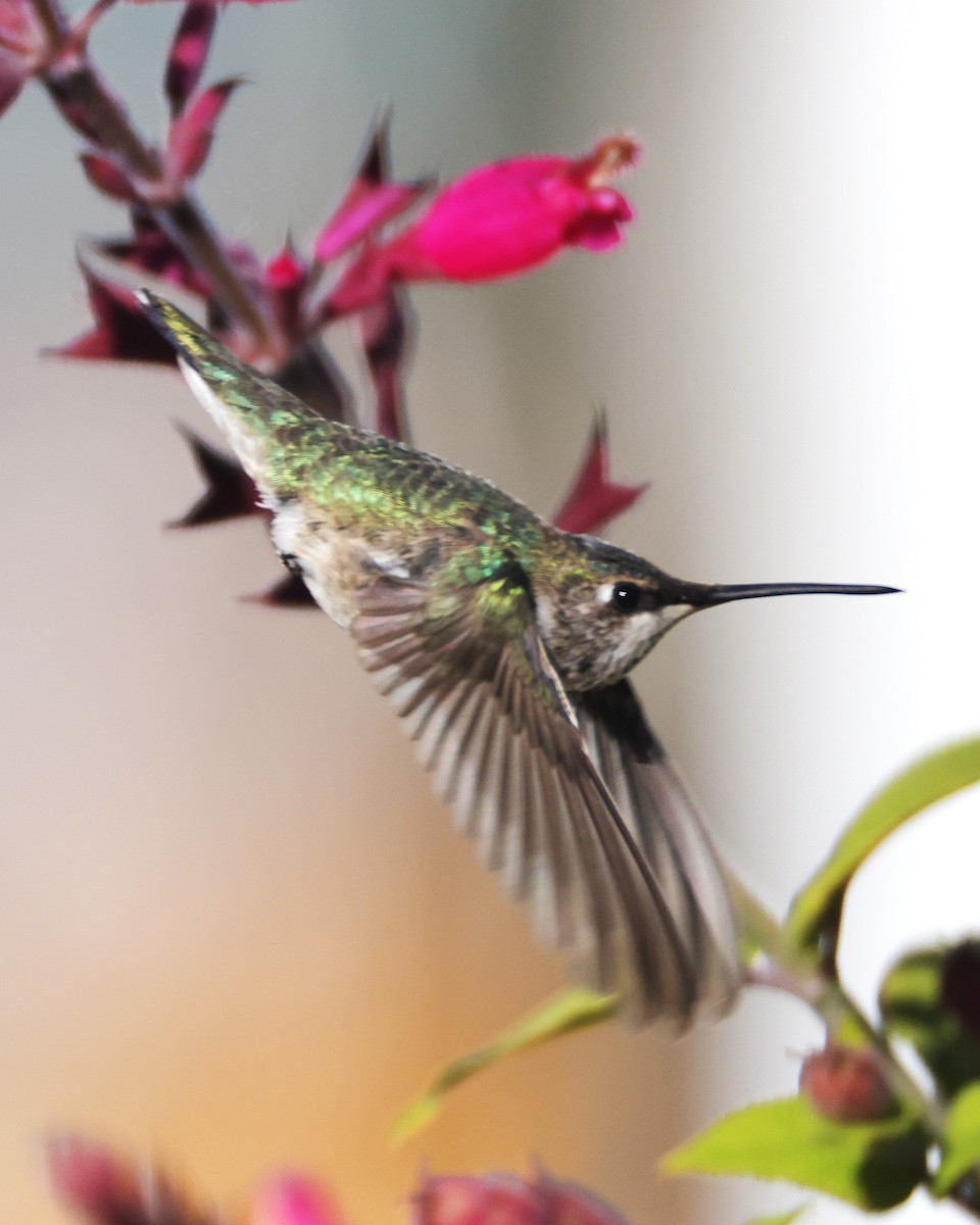 Black-chinned Hummingbird - ML646395161