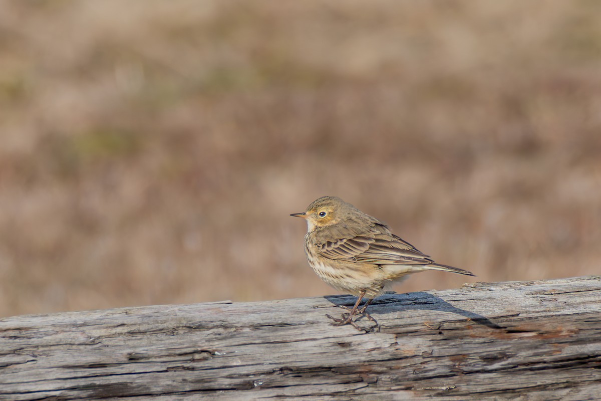 Bisbita Norteamericano - ML646395163