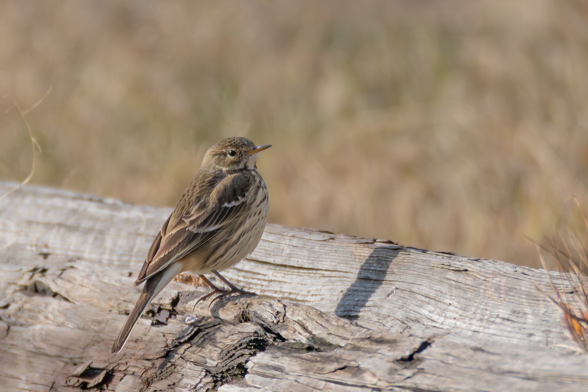 Bisbita Norteamericano - ML646395164