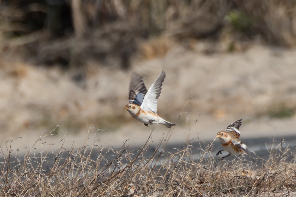 Escribano Nival - ML646395166