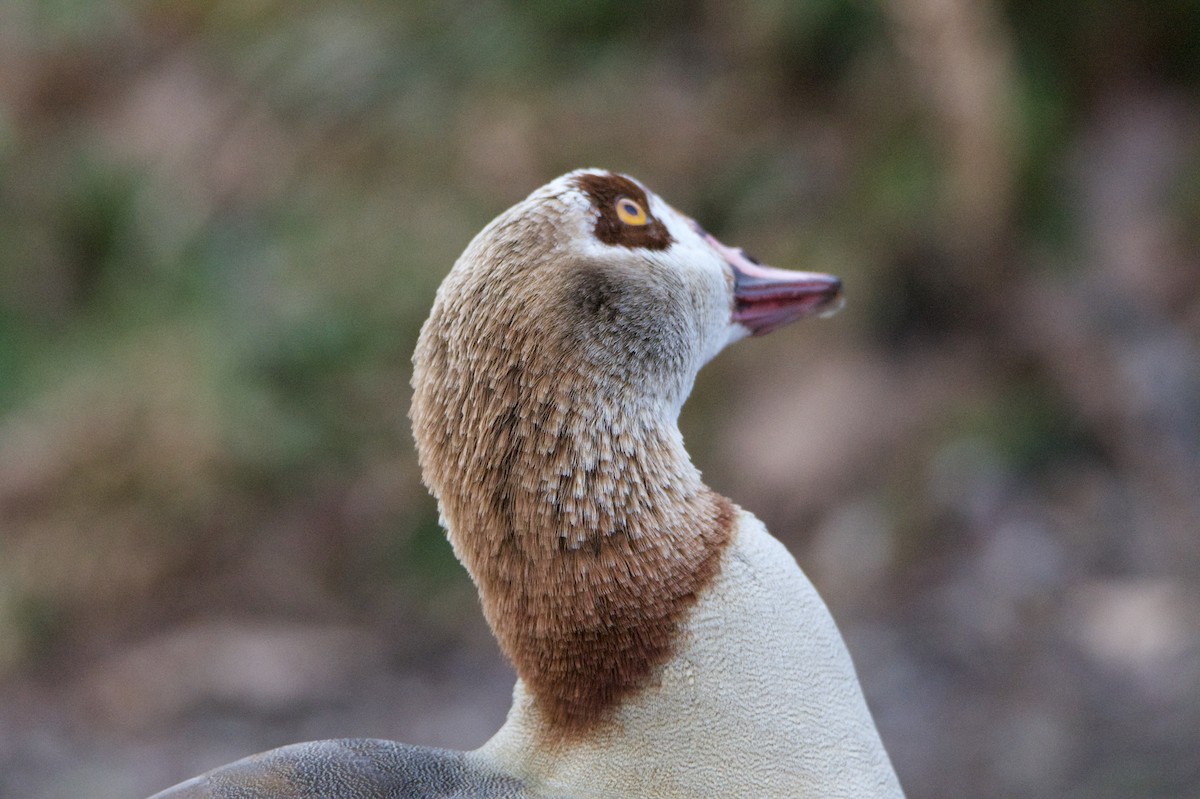 Egyptian Goose - ML646395167