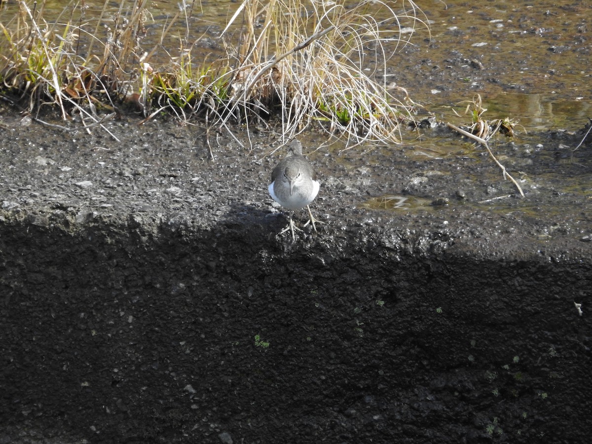 strandsnipe - ML646395168