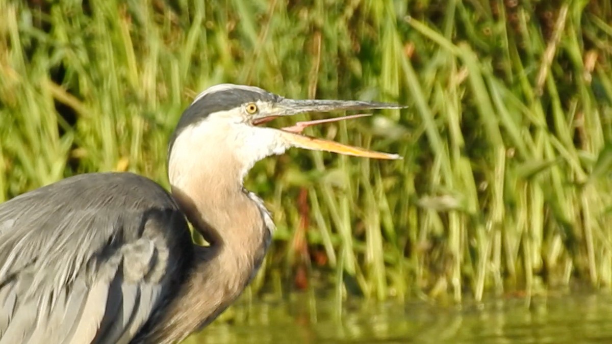 Great Blue Heron - ML646395178
