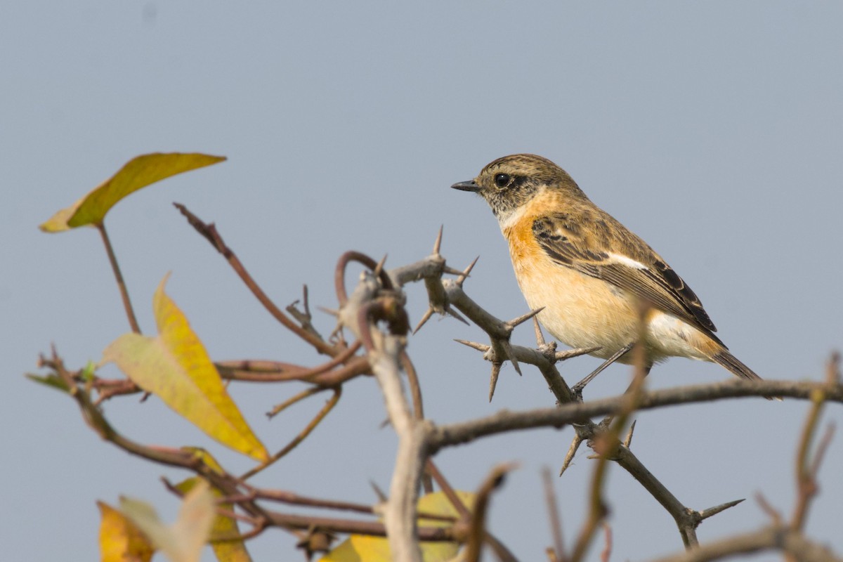 Siberian Stonechat - ML646395179