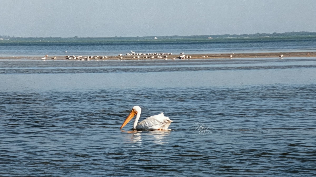 American White Pelican - ML646395180