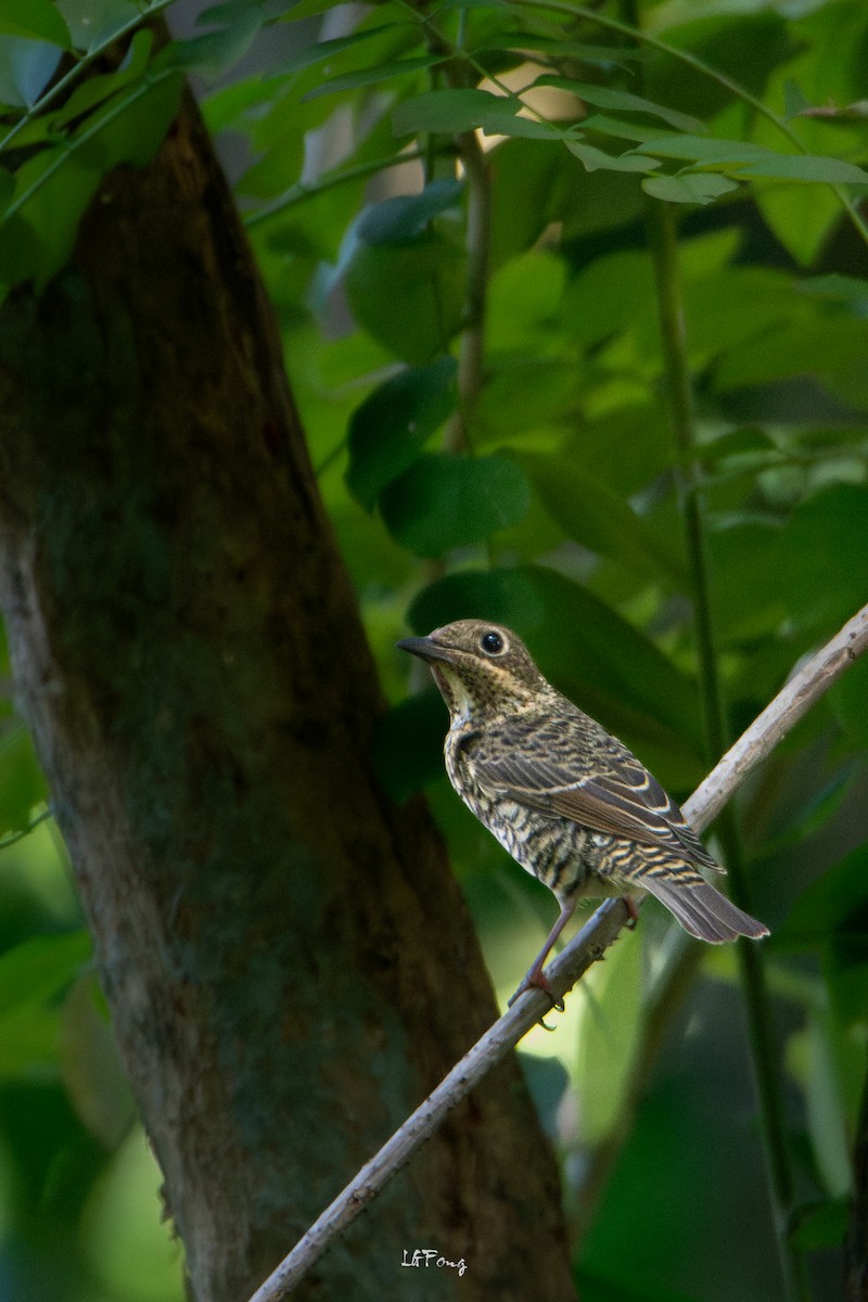 White-throated Rock-Thrush - ML646395191