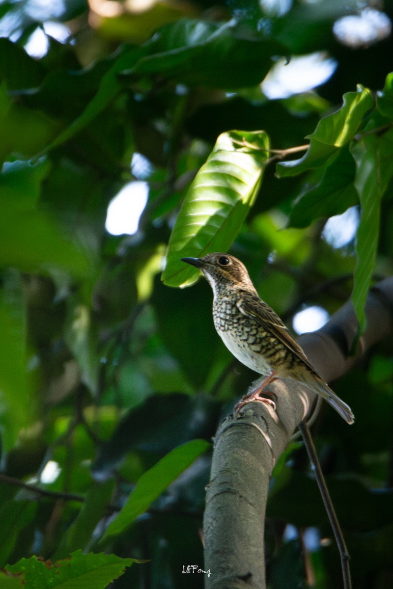 White-throated Rock-Thrush - ML646395192
