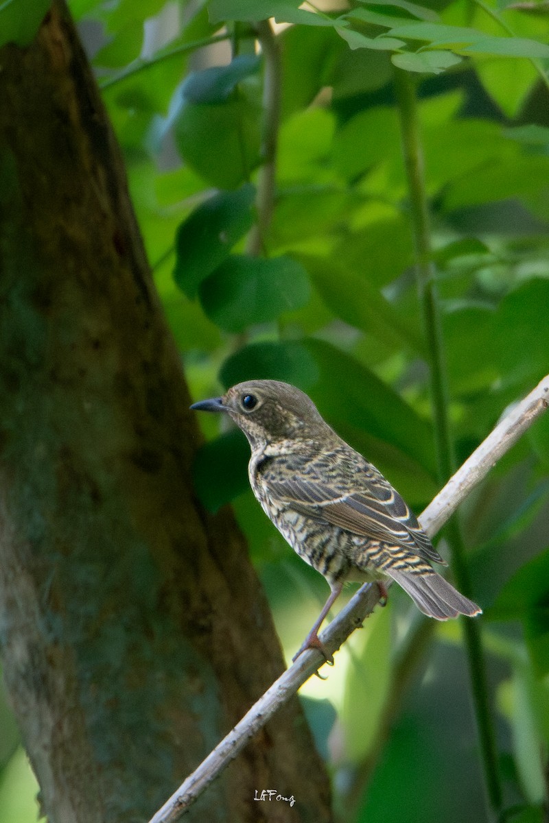 White-throated Rock-Thrush - ML646395193