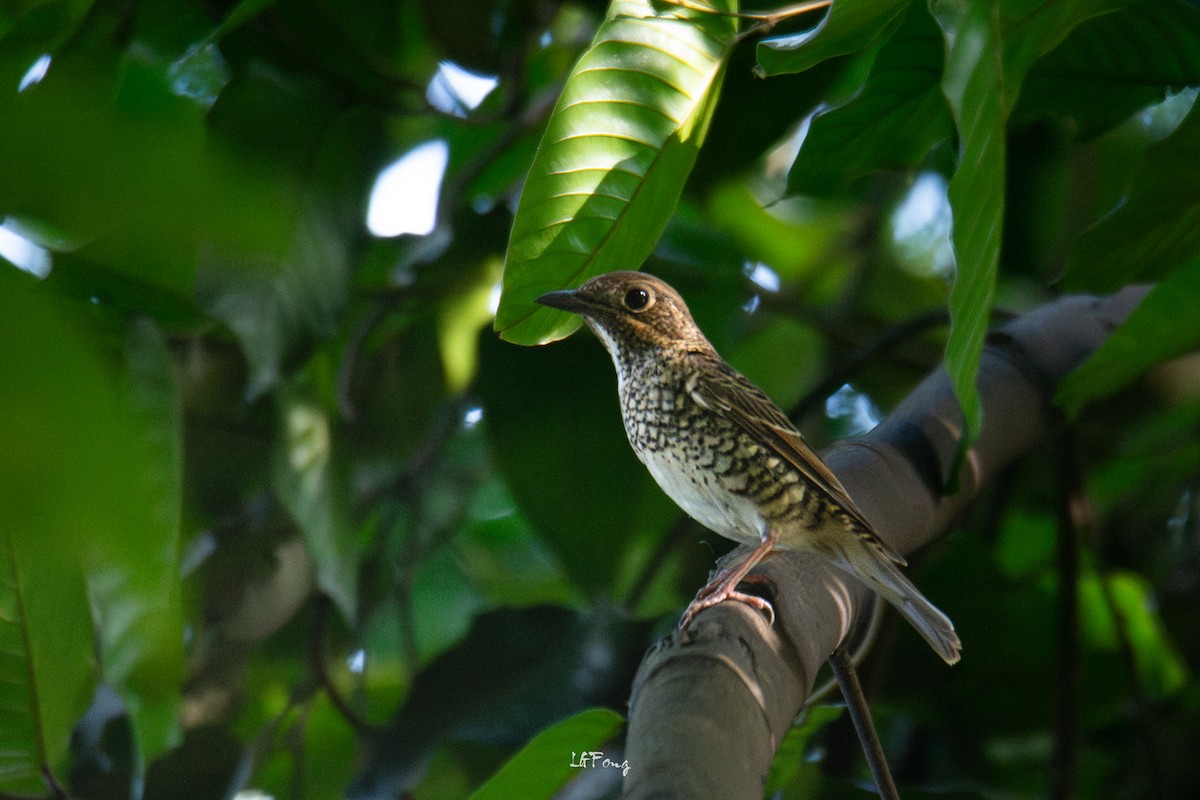 White-throated Rock-Thrush - ML646395194