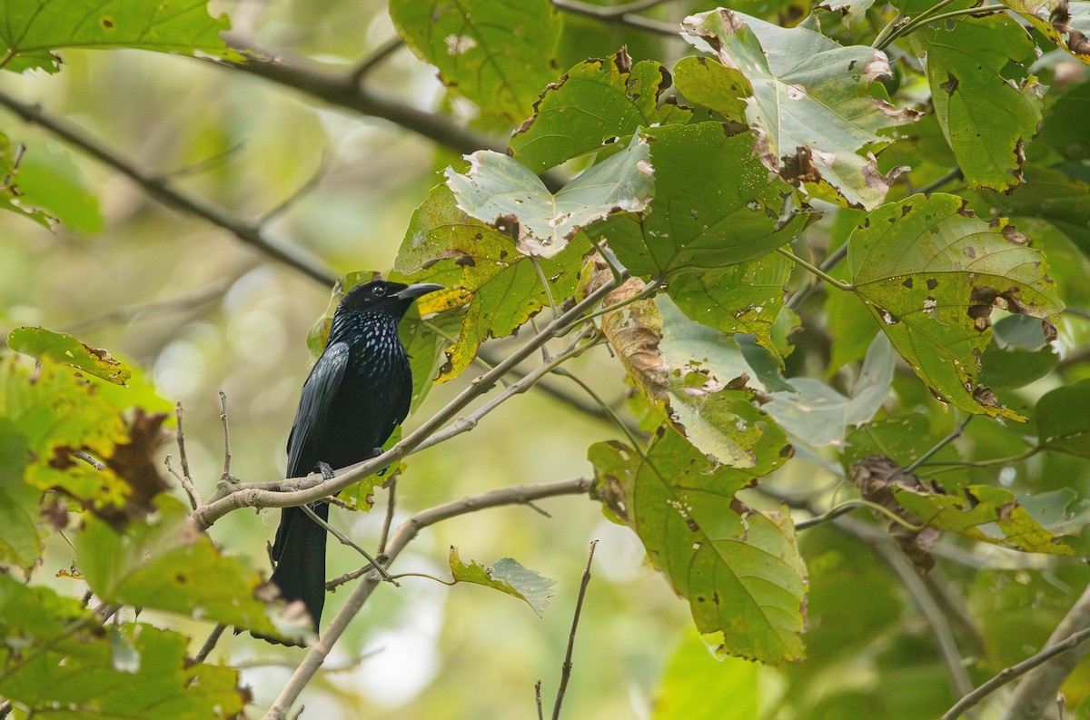 drongo vlasatý - ML646395195