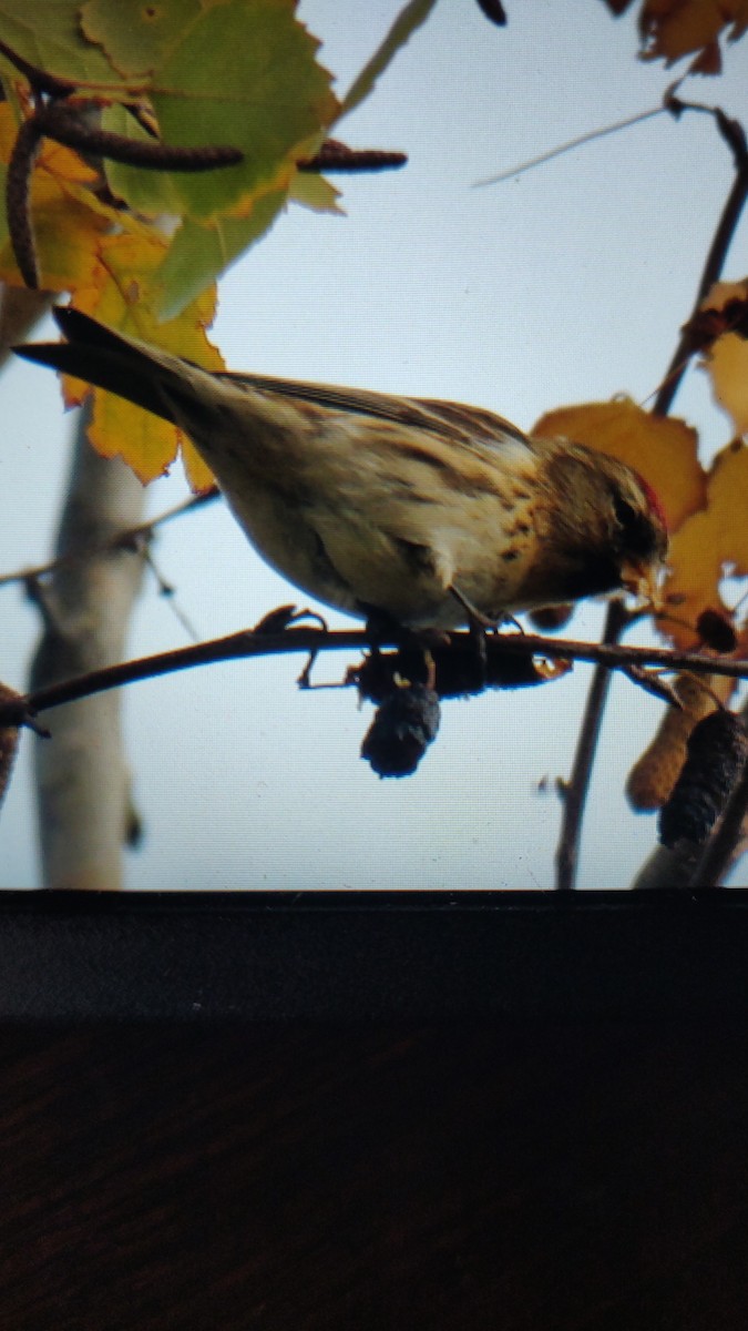 Redpoll - ML646395200