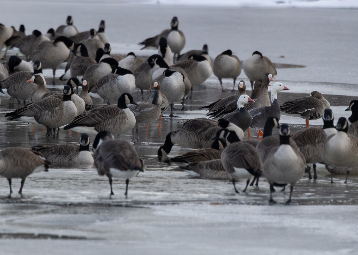 Greater White-fronted Goose - ML646395201