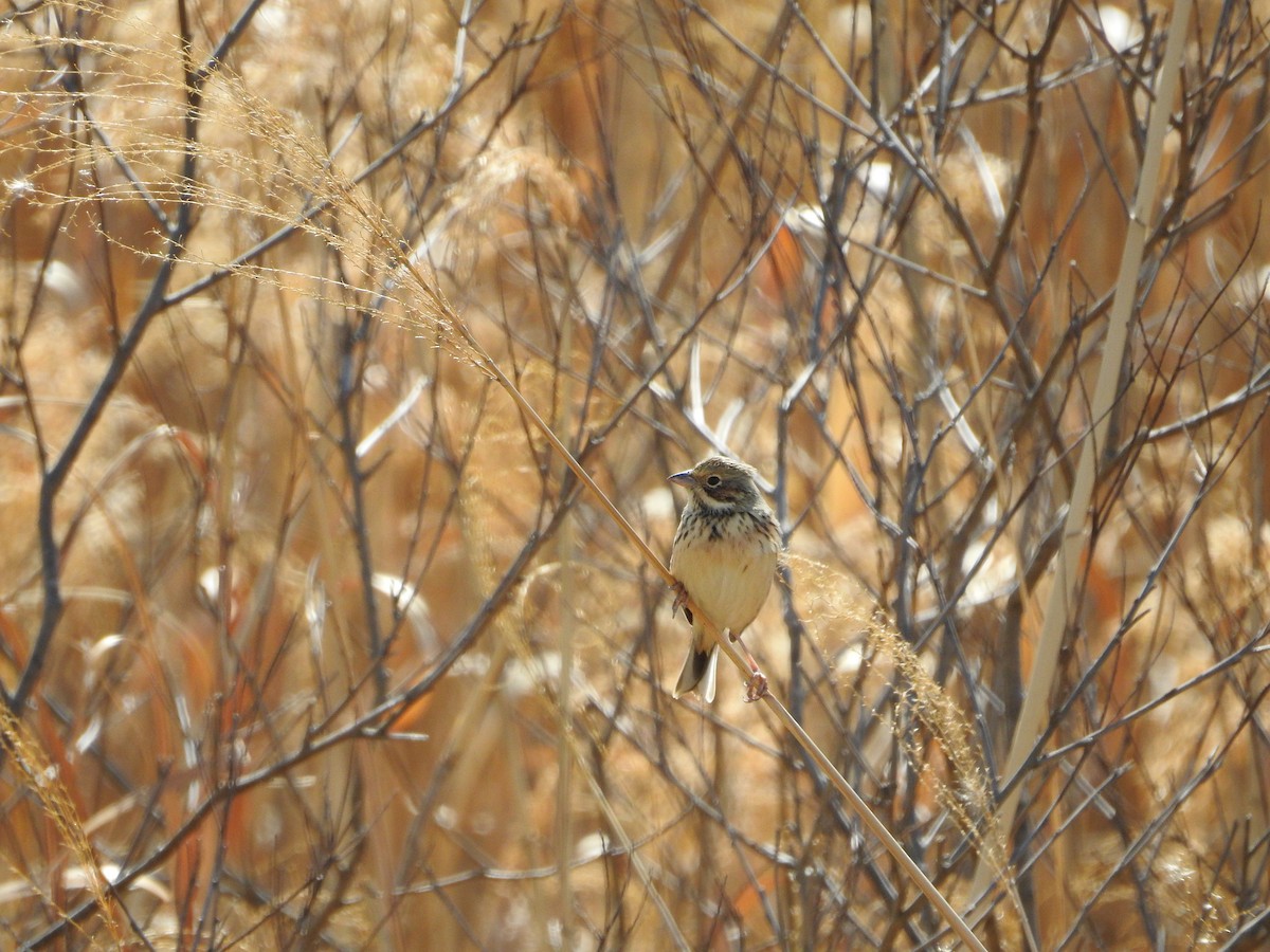 rødkinnspurv - ML646395203