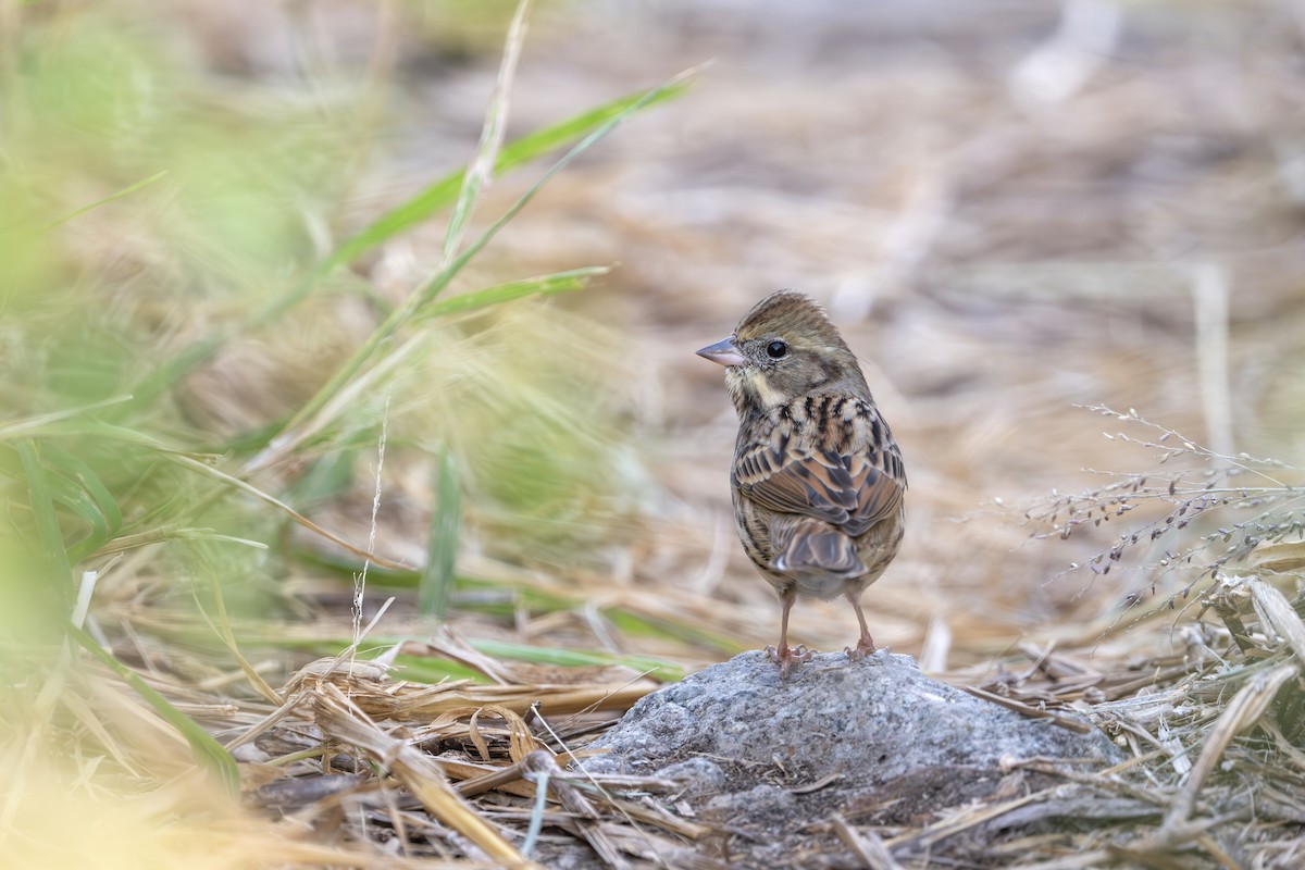 Black-faced Bunting - ML646395205