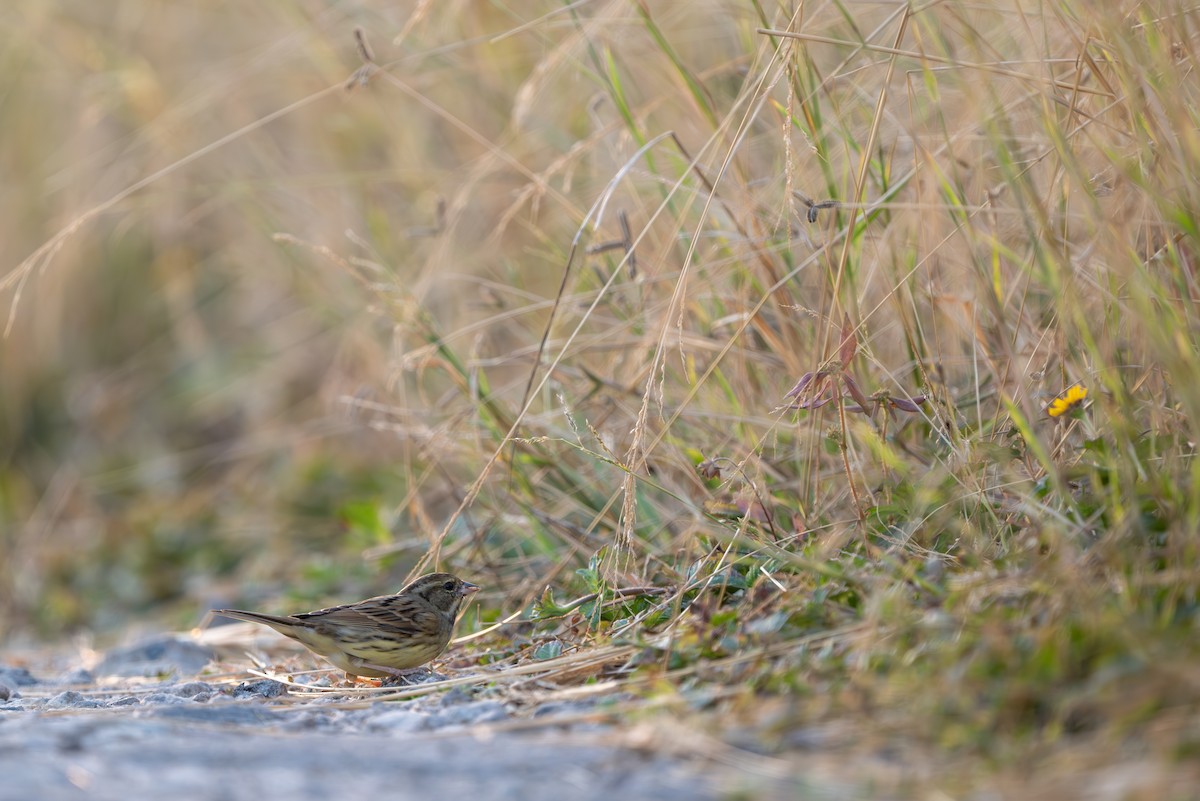 Black-faced Bunting - ML646395206