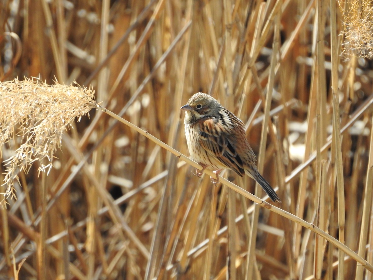 rødkinnspurv - ML646395209