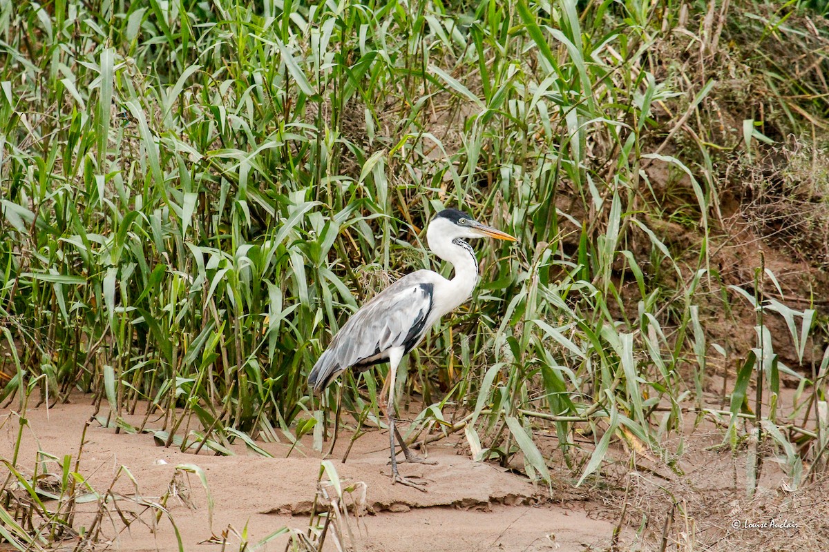 Cocoi Heron - ML646395211