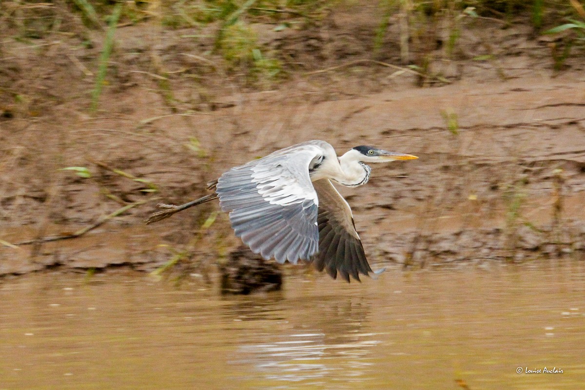 Cocoi Heron - ML646395212