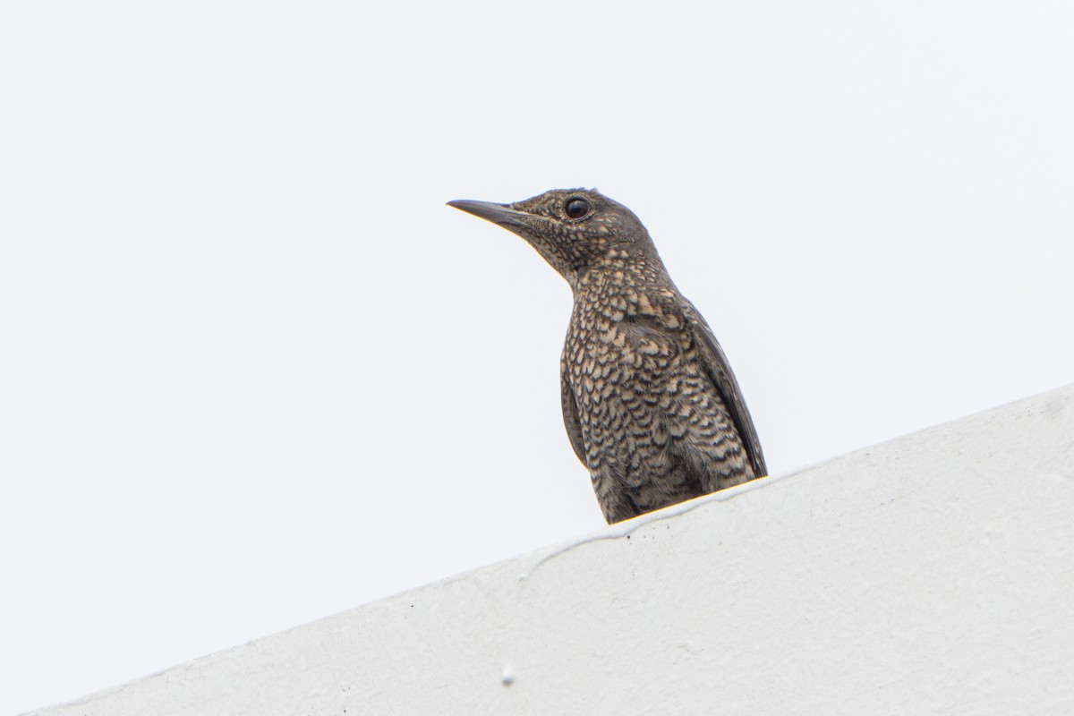 Blue Rock-Thrush - ML646395213