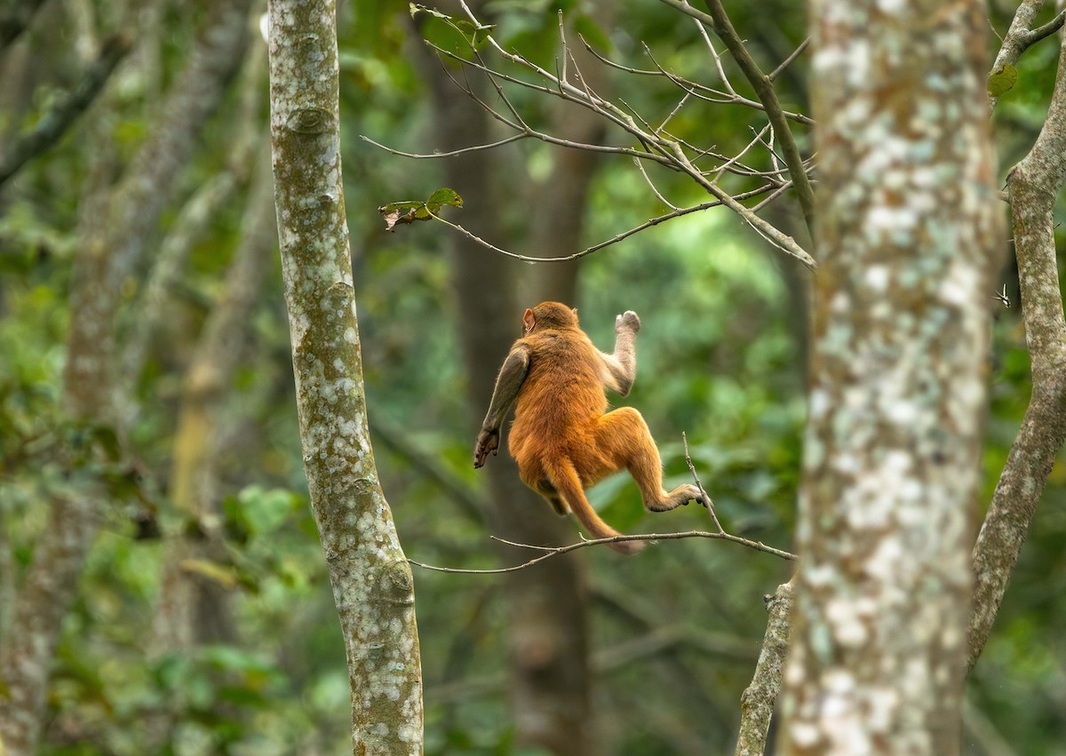 Rhesus Macaque - ML646395216