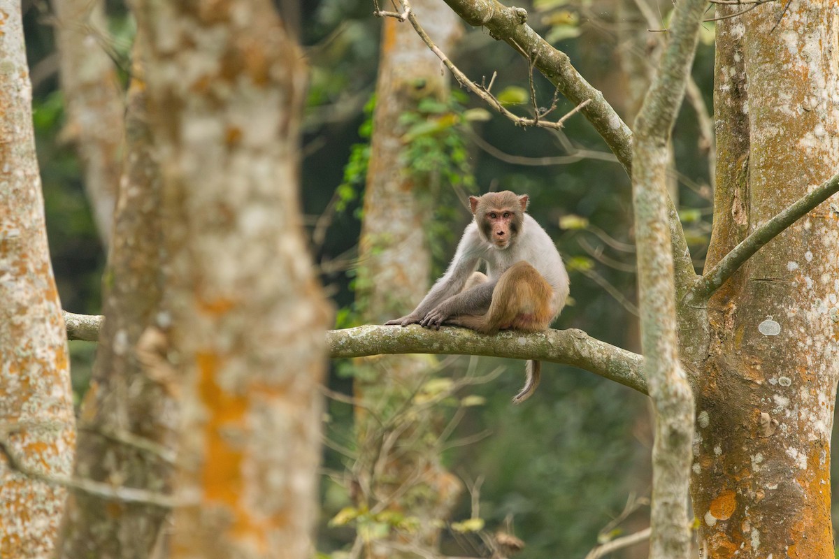 Rhesus Macaque - ML646395217