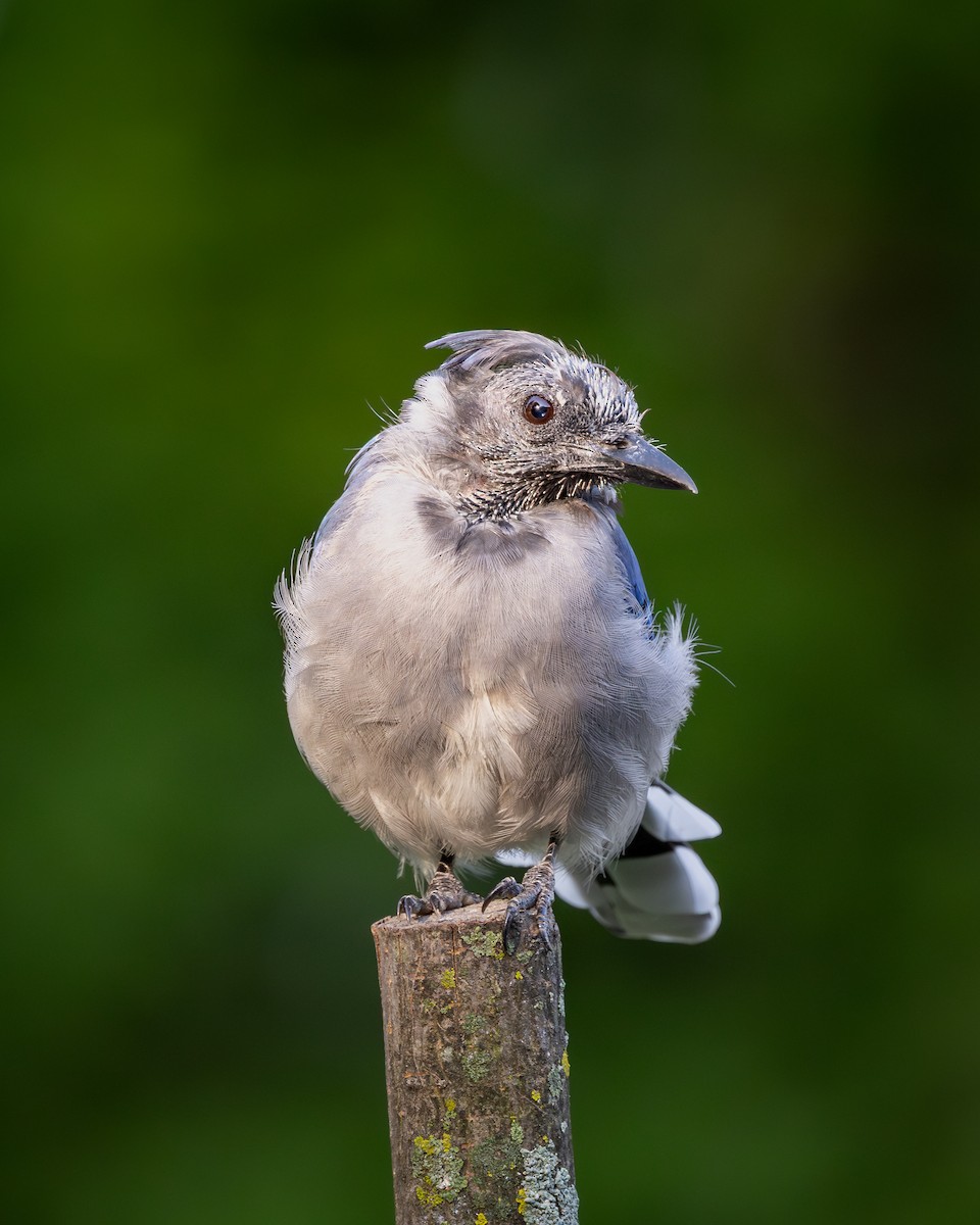 Blue Jay - ML646395220