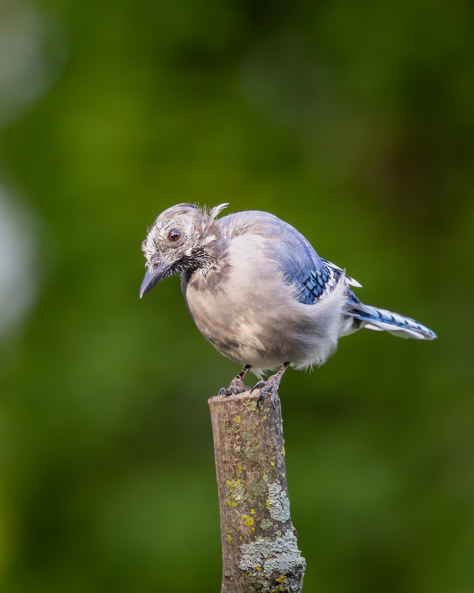 Blue Jay - ML646395221
