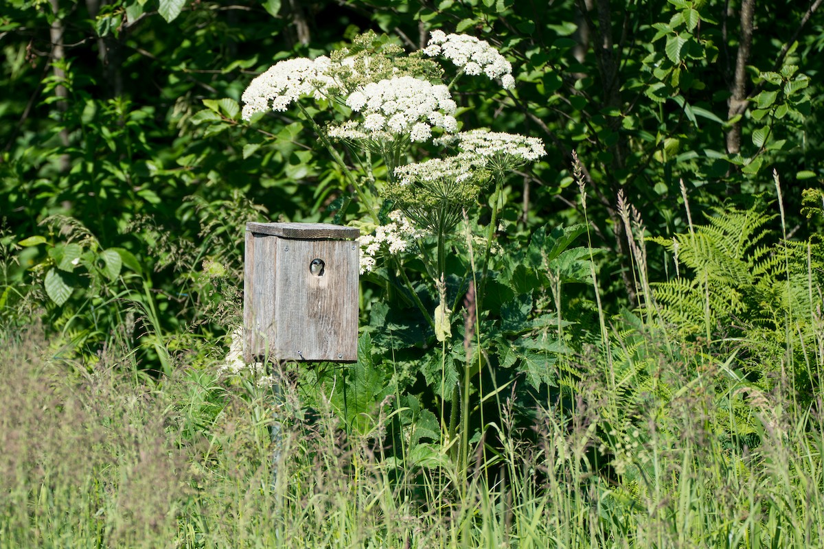 Elai kolorebikoa - ML646395224