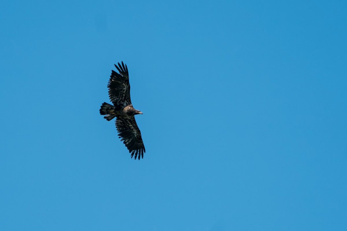Pygargue à tête blanche - ML646395228