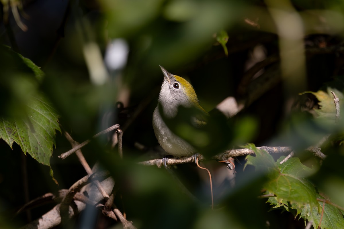 ワキチャアメリカムシクイ - ML646395229