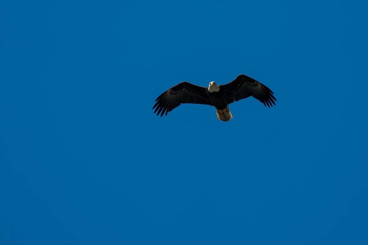 Pigargo Americano - ML646395232