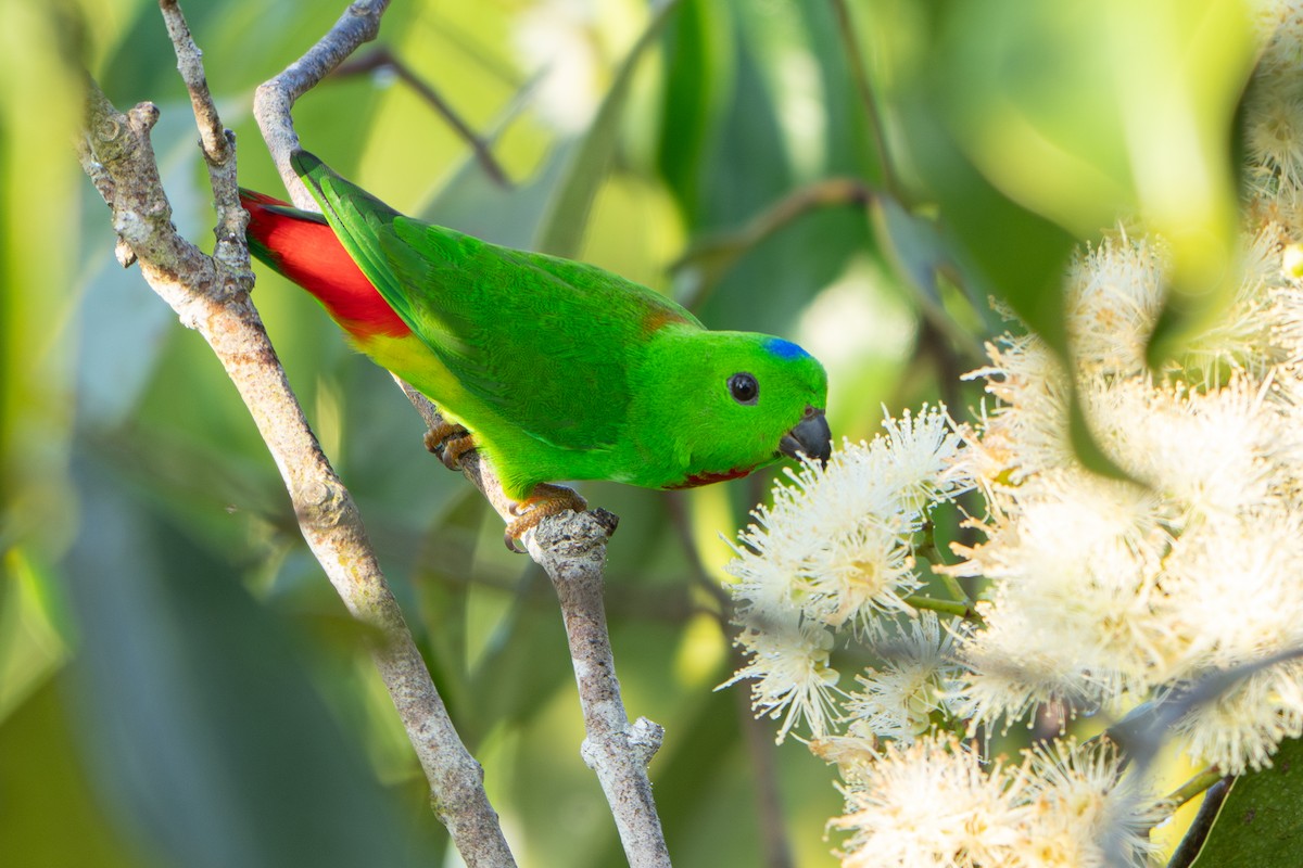 Blue-crowned Hanging-Parrot - ML646395233