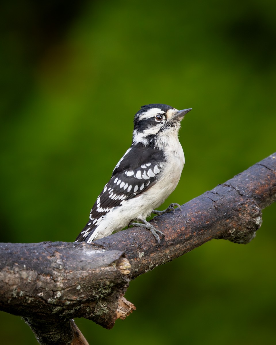 Downy Woodpecker - ML646395234