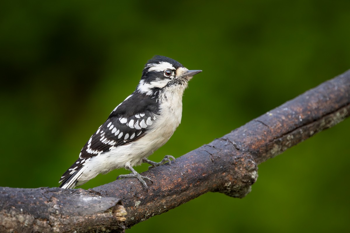Downy Woodpecker - ML646395235