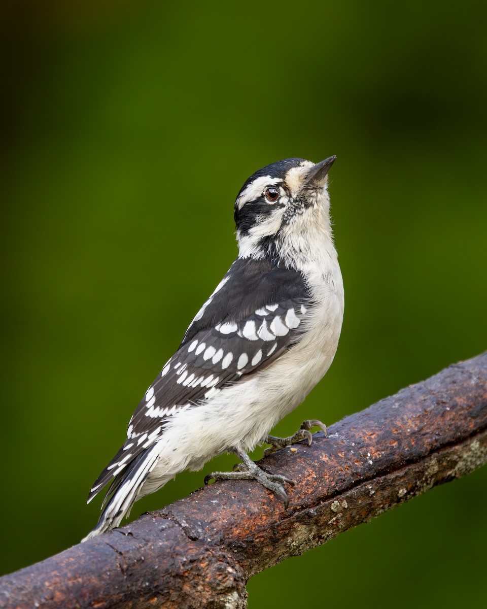 Downy Woodpecker - ML646395236