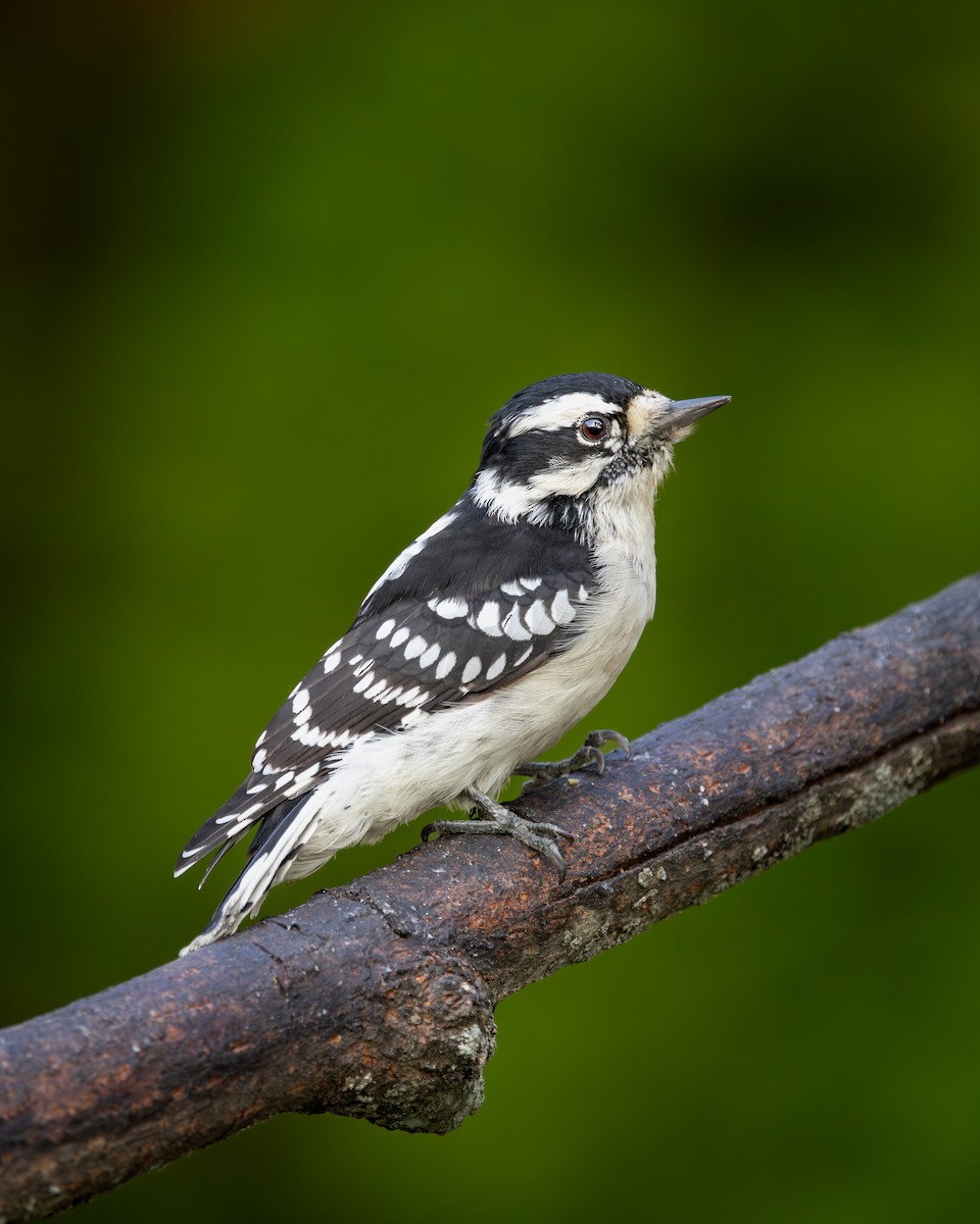 Downy Woodpecker - ML646395237