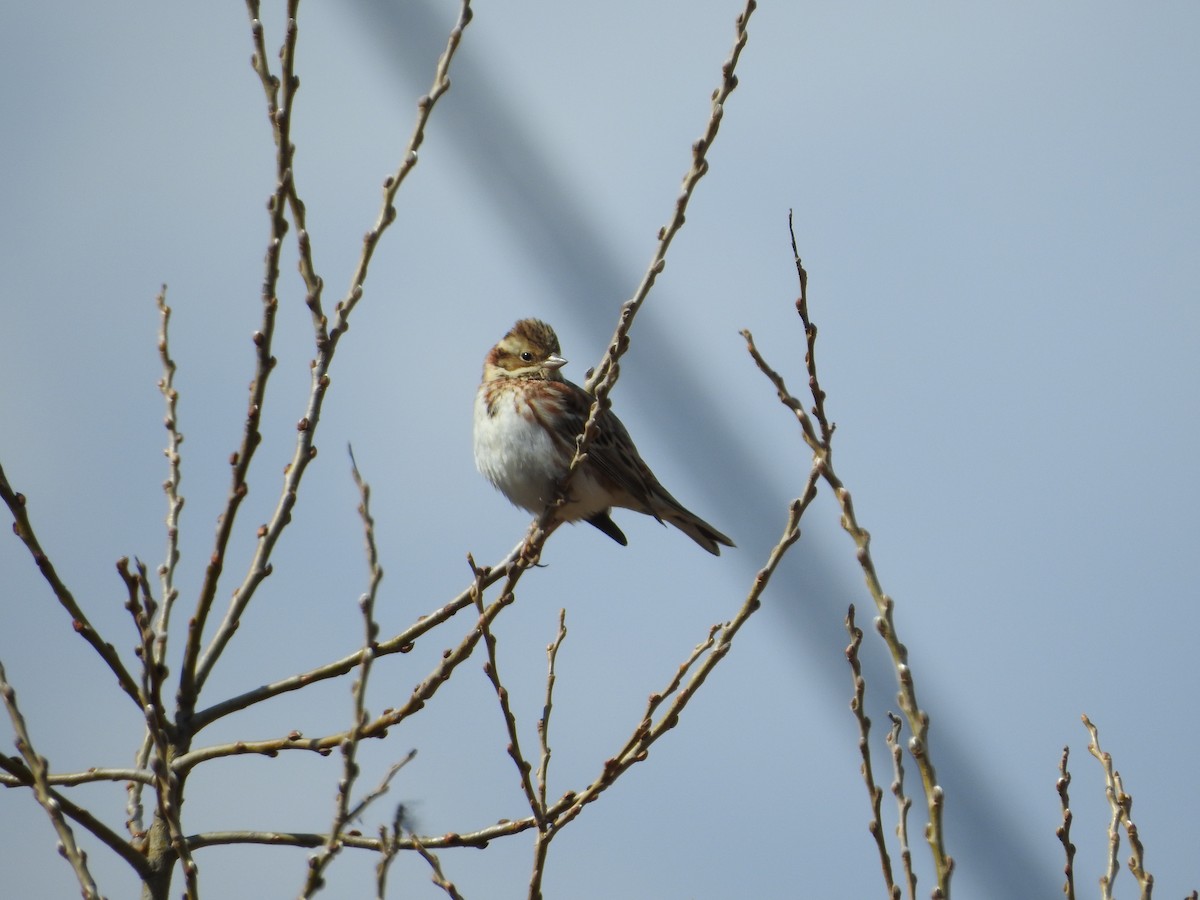 vierspurv - ML646395238