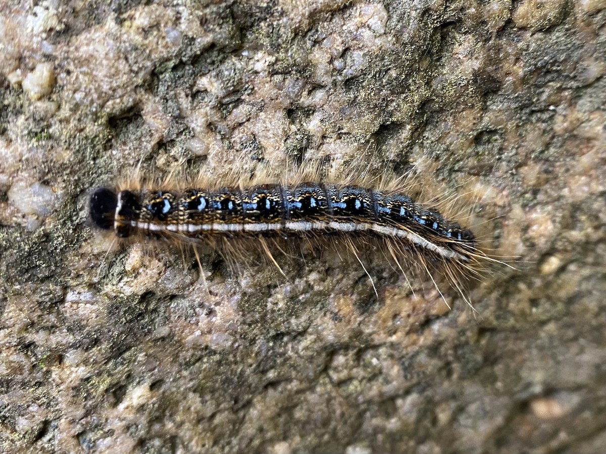 Eastern Tent Caterpillar Moth - ML646395239