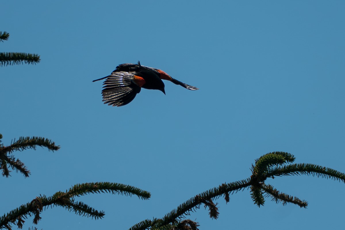 Sargento Alirrojo - ML646395242