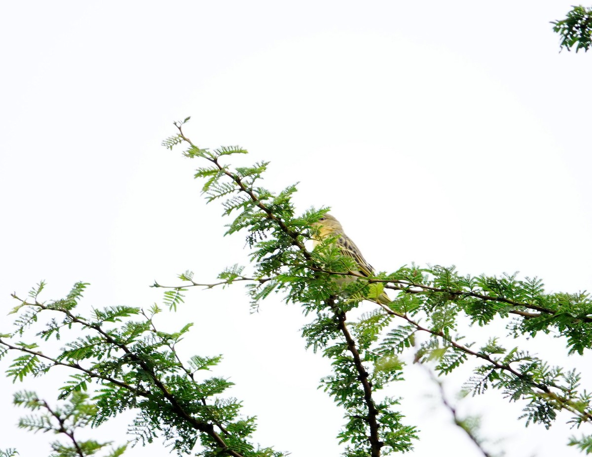 Speke's Weaver - ML646395244