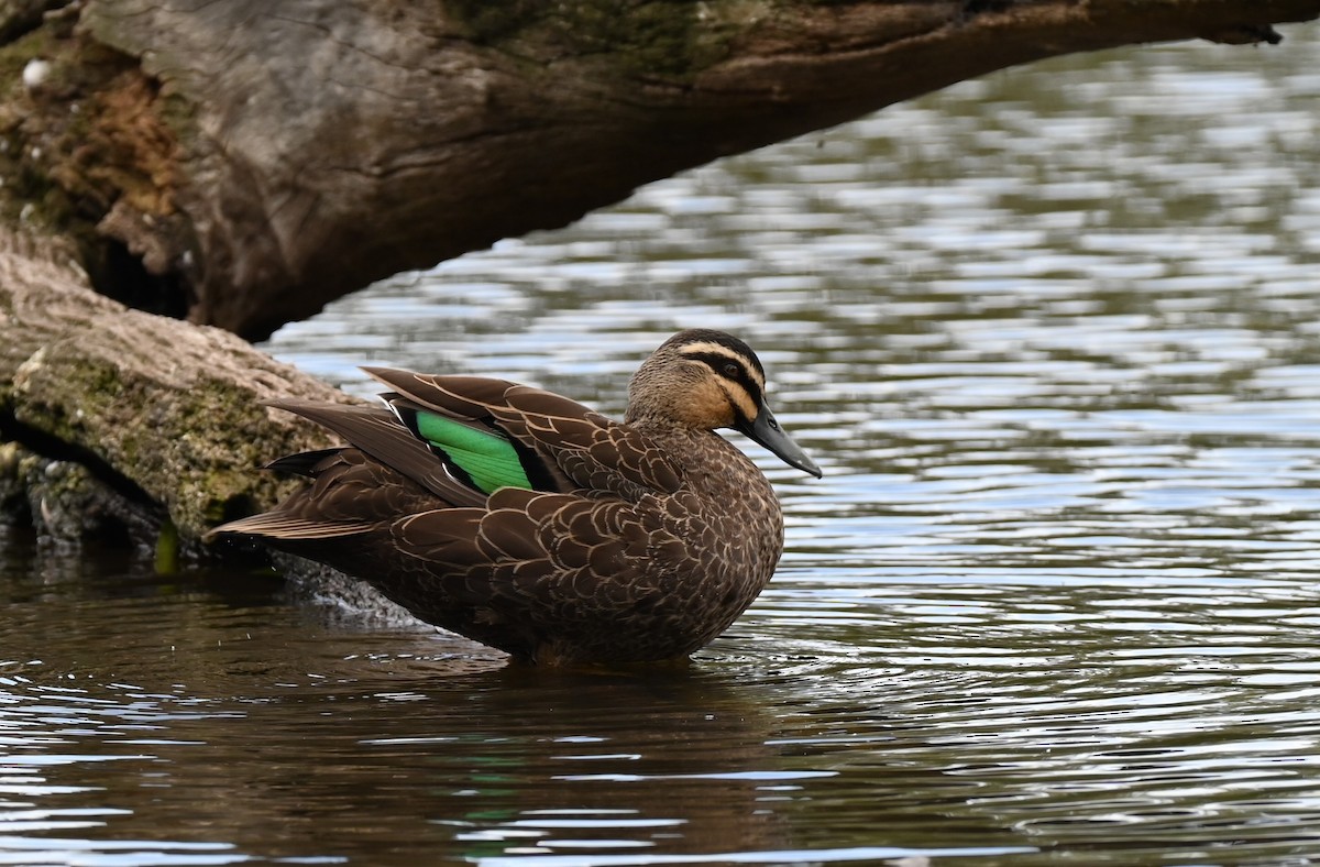 Pacific Black Duck - ML646395245